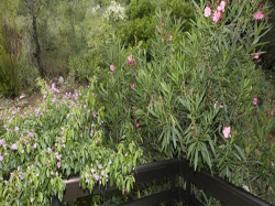 Apartamenty Mark Brela